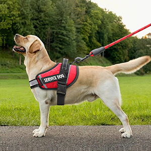Dog Vest Harness and Leash
